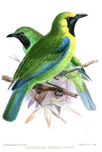 Bornean leafbird